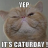 Caturday
