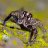 Plexippus