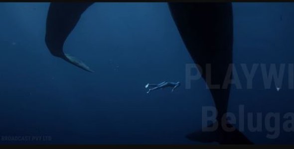 Playwiz PlayCube Beluga 7.0 (Tricube Broadcast ) With Crack Exclusive Release By CmTeamPK
